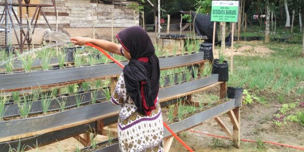 proses pemeliharaan bawang